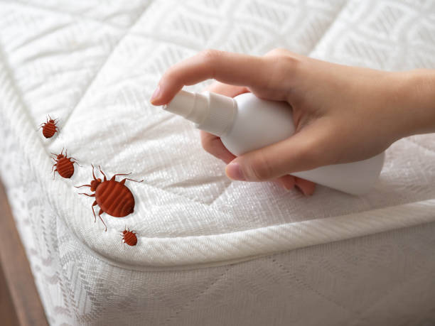 Best Flea Control Services  in Mount Pleasant, MI
